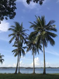 Palm trees by sea against sky