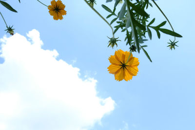 Low angle view of flowering plant against blue sky