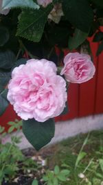 Close-up of pink rose blooming in garden