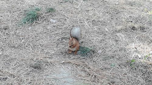 High angle view of bird in nest