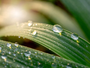 Close-up of raindrops on green leaves