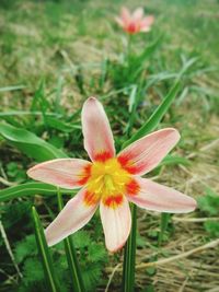 Close-up of flower blooming outdoors