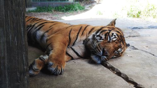 Cat lying in a zoo