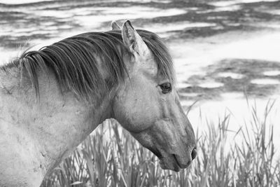 Close-up of horse in ranch