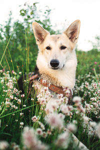 Portrait of a dog on field