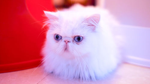 Close-up of persian cat sitting at home