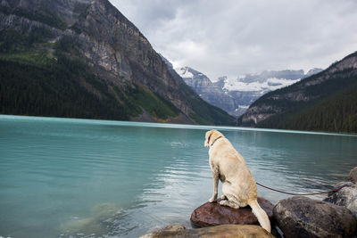 A yellow lab staring at the waters of lake louies canada.