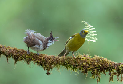 Close-up of birds perching on branch