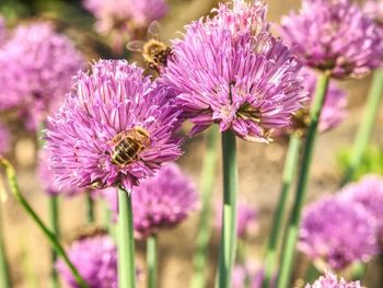 Close-up of bee pollinating on purple flower