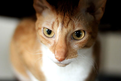 Close-up portrait of cat