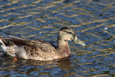 Duck swimming in lake