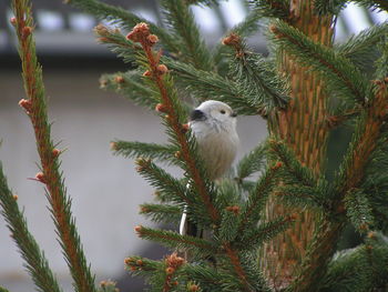 Bird perching on branch