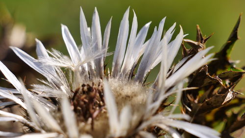 Close-up of white dandelion flower on field