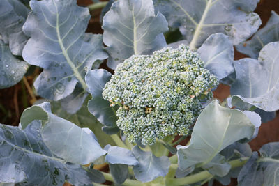 Close-up of white flowering plants