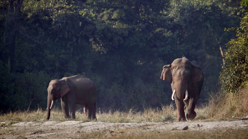 Elephant standing in a field