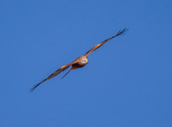 Low angle view of eagle flying against clear blue sky