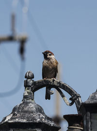 Low angle view of a bird