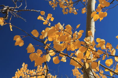 Low angle view of tree against sky