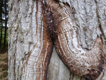 Close-up of tree trunk