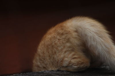 Close-up of cat lying on floor