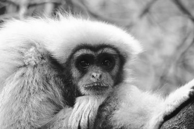 Close-up portrait of monkey