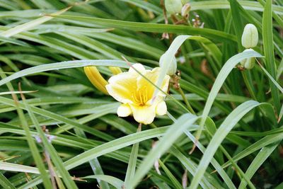 Close-up of white flower