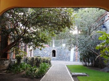 Footpath amidst trees