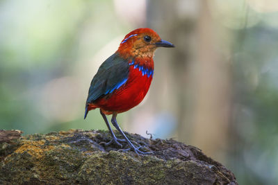 Close-up of a bird perching on rock