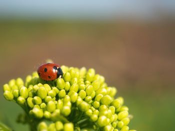 Close-up of ladybug on plant