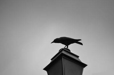 Low angle view of bird perching on building against clear sky