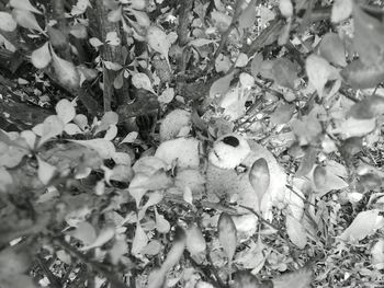 Close-up of flowers growing on tree