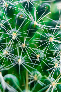 Full frame shot of cactus