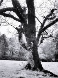 Bare tree on snow covered landscape