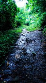 Scenic view of forest