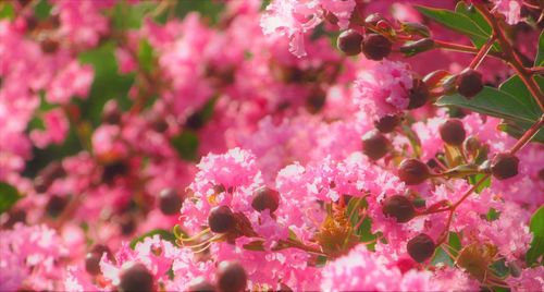 Close-up of pink flowers blooming on tree