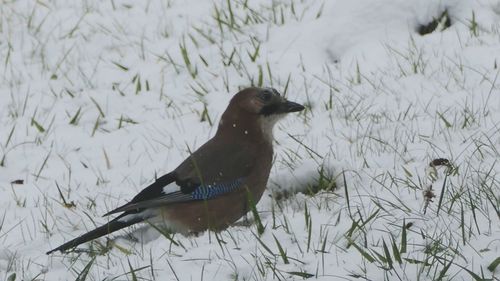 Close-up of bird perching on snow field