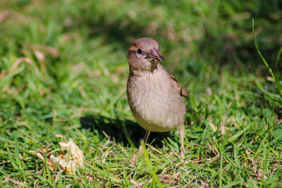 Close-up of sparrow perching on a field eating an insect 
