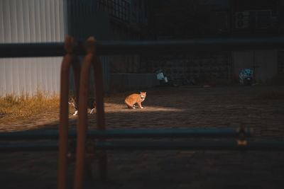 Dog on railing