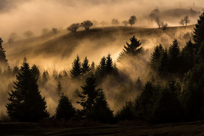 Scenic view of forest against sky