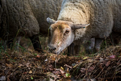 Sheep standing on field