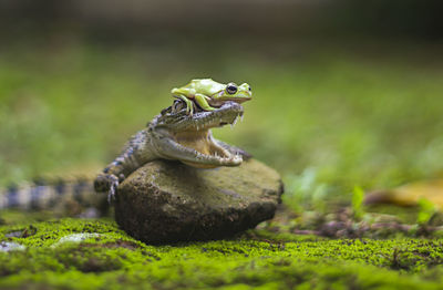 Frog on crocodile's head
