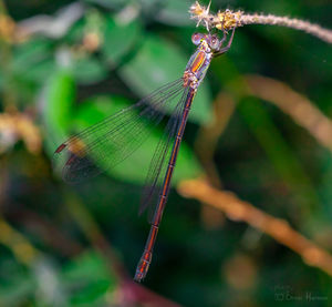 Close-up of dragonfly on plant