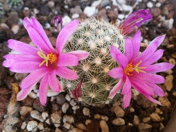 Close-up of pink succulent plant