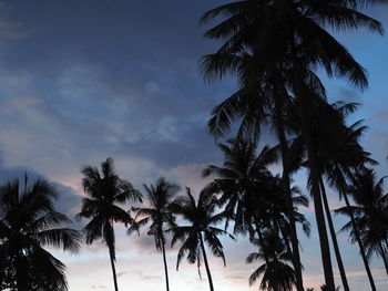 Low angle view of silhouette palm trees against sky