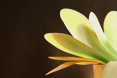 Close-up of flowering plant against black background