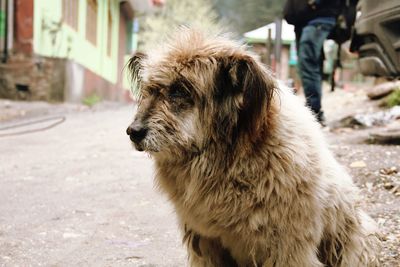 Hairy dog sitting on street