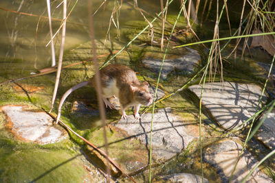 Monkey in a lake