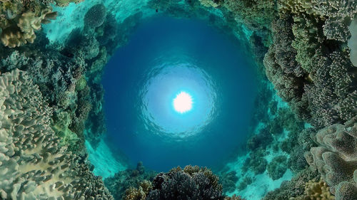 Low angle view of coral in sea