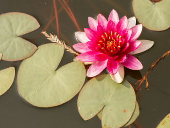 Close-up of pink water lily