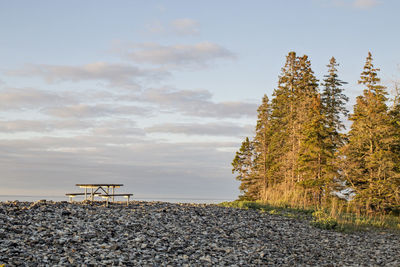 Picnic table and pine trees along the coast of maine, acadia.